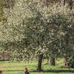 La nature réduit la dépression : preuves scientifiques 2024