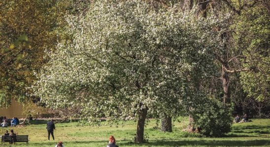La nature réduit la dépression : preuves scientifiques 2024