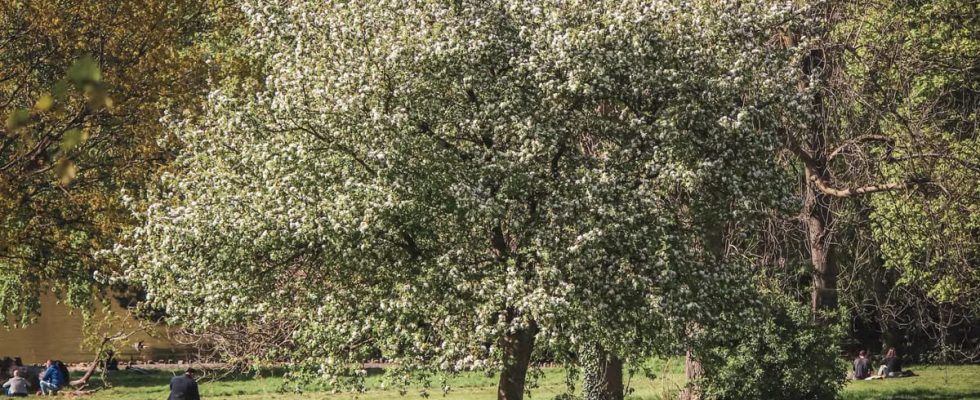 La nature réduit la dépression : preuves scientifiques 2024