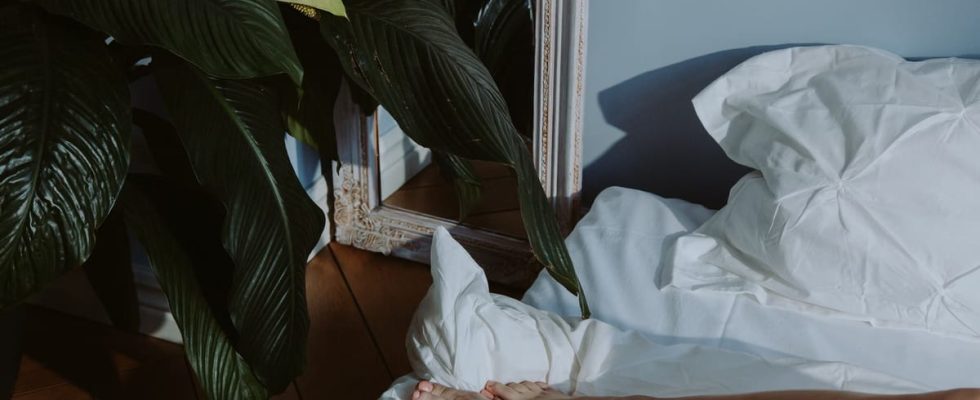 Guide des meilleures plantes pour dormir